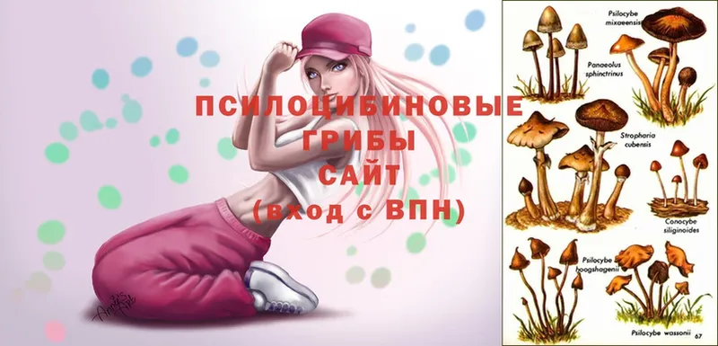 Псилоцибиновые грибы Psilocybe  как найти закладки  Баймак 